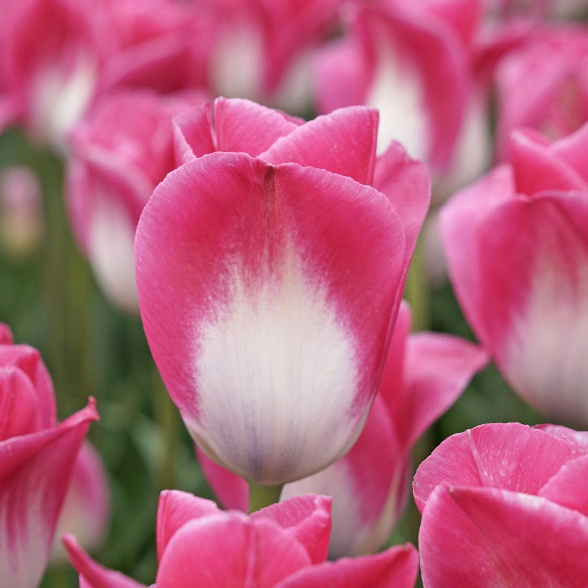 Memphis - Tulips - Fluwel