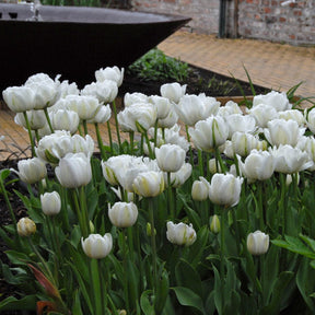 Mount Tacoma - Tulips - Fluwel