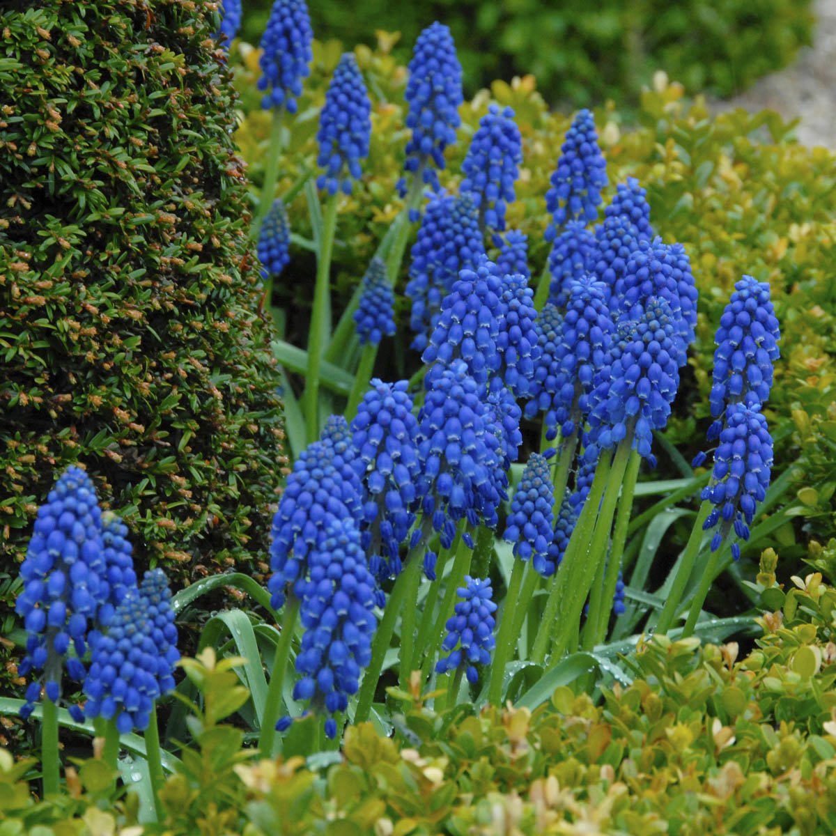 Muscari armeniacum - Spring specialty bulbs - Fluwel
