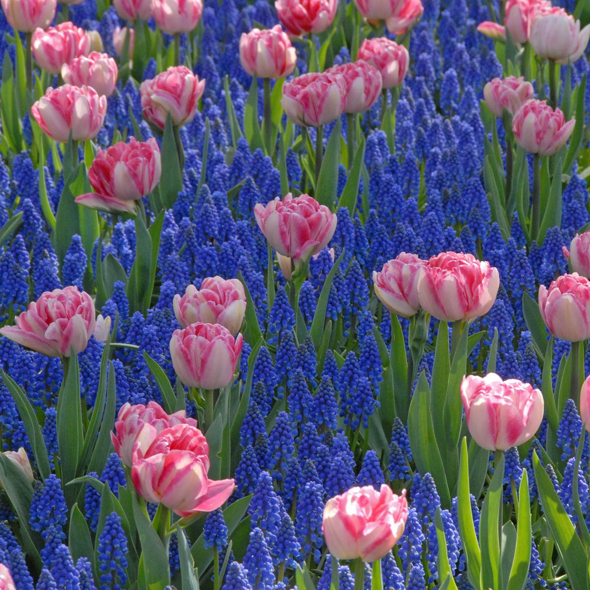 Muscari armeniacum - Spring specialty bulbs - Fluwel