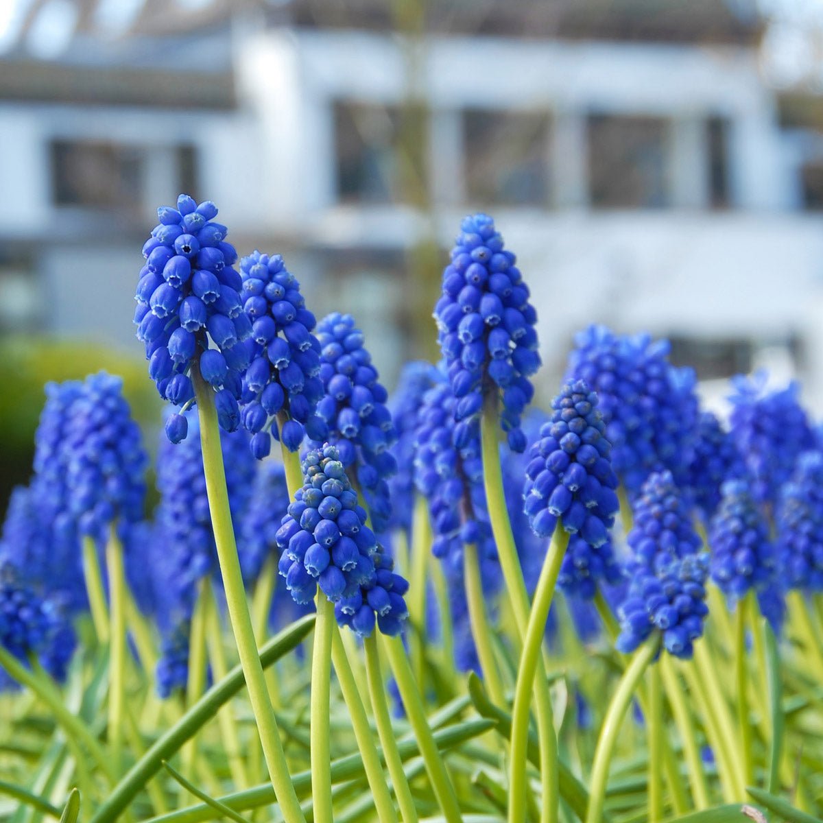 Muscari armeniacum - Spring specialty bulbs - Fluwel