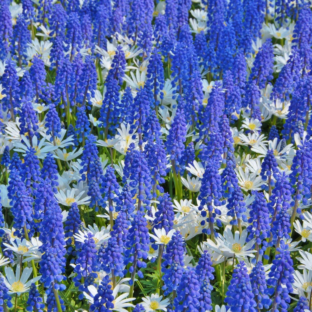 Muscari armeniacum - Spring specialty bulbs - Fluwel