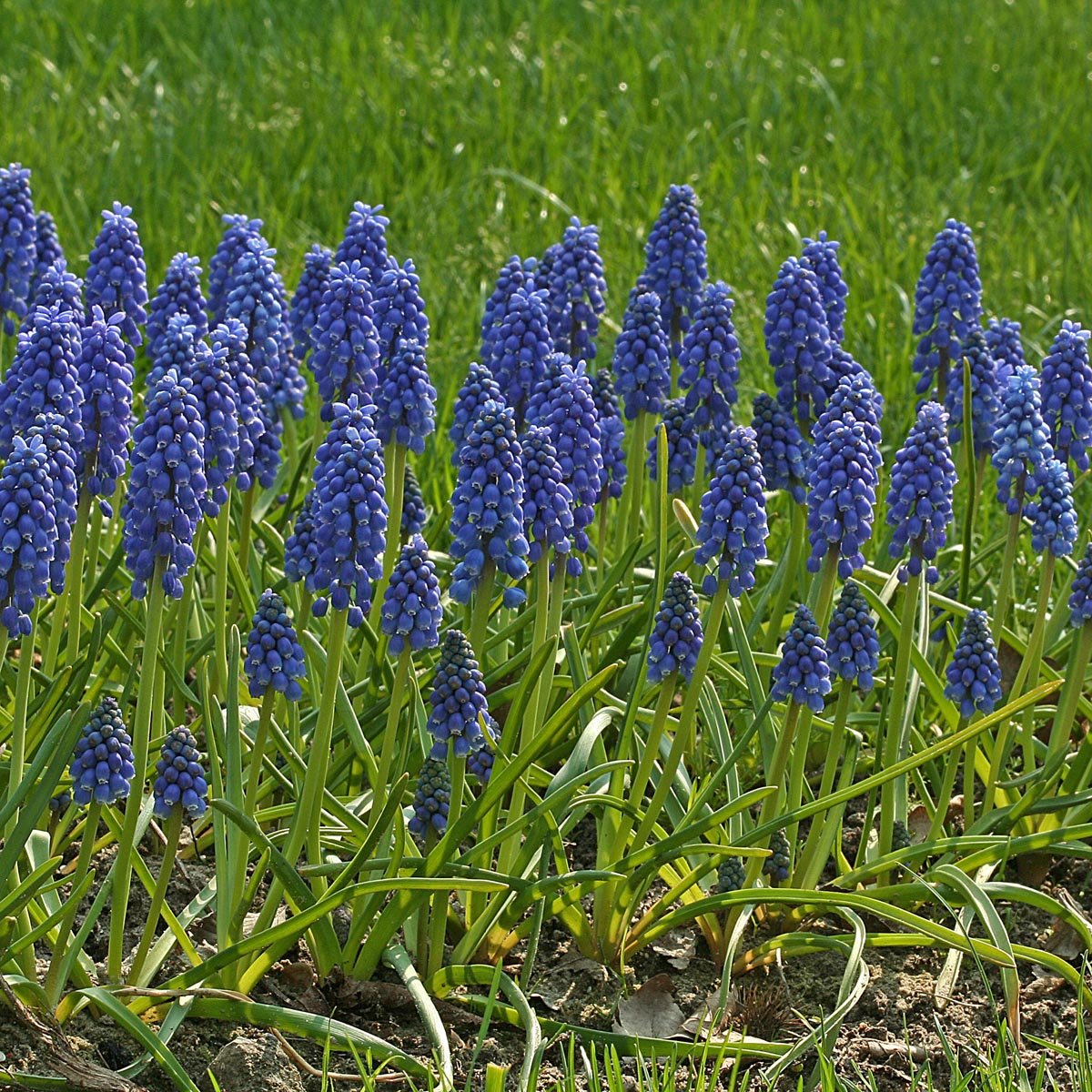 Muscari armeniacum - Spring specialty bulbs - Fluwel