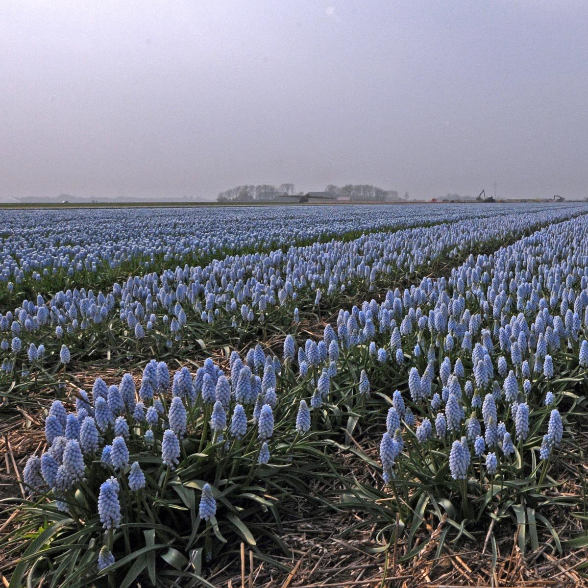 Muscari Baby's Breath - blauwe muscari - Fluwel