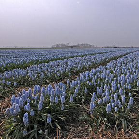 Muscari Baby's Breath - Spring specialty bulbs - Fluwel