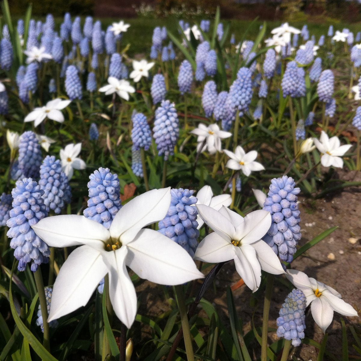 Muscari Baby's Breath - blauwe muscari - Fluwel
