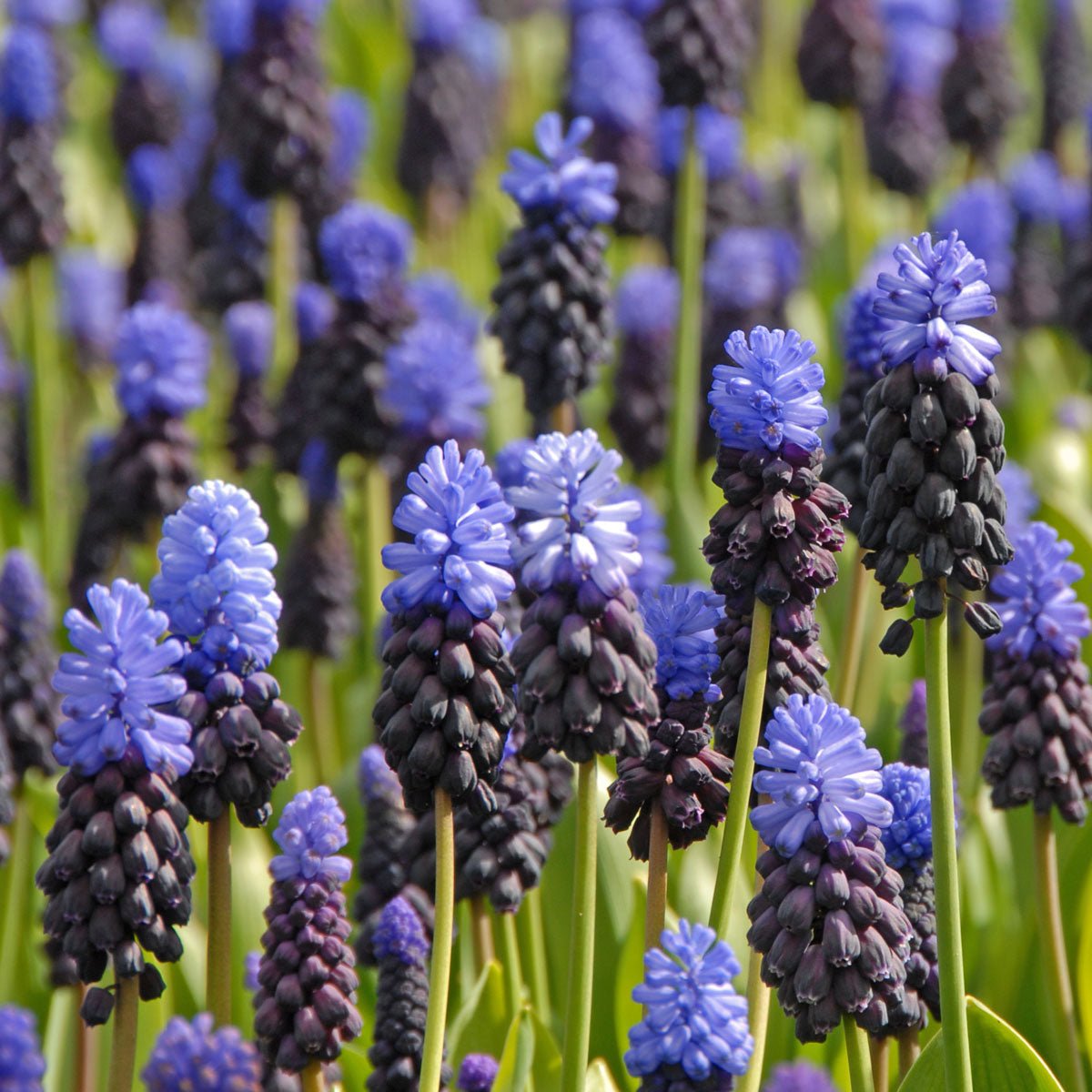 Muscari latifolium - blauwe muscari - Fluwel