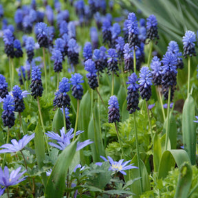 Muscari latifolium - Spring specialty bulbs - Fluwel