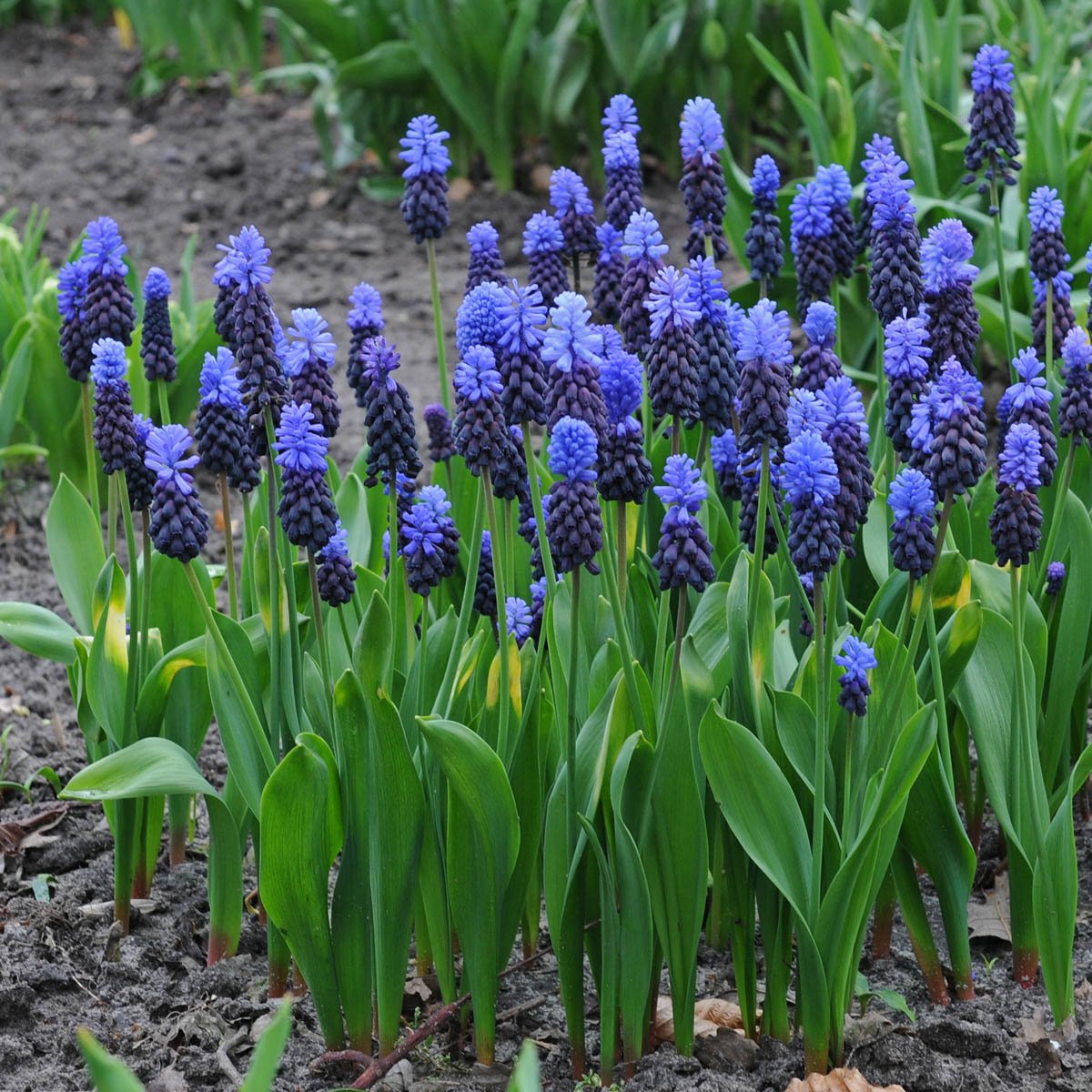 Muscari latifolium - Spring specialty bulbs - Fluwel