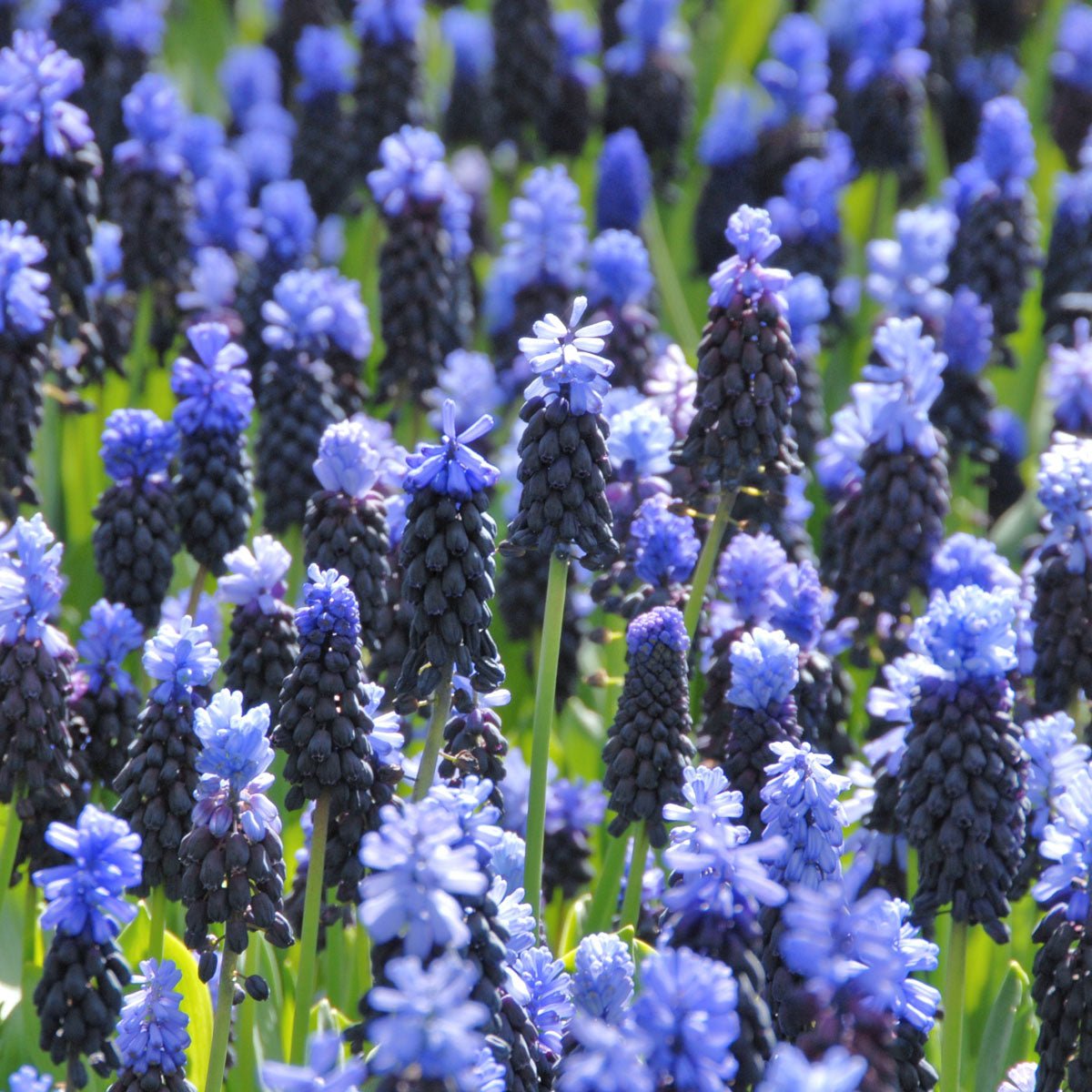 Muscari latifolium - Spring specialty bulbs - Fluwel