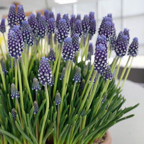 Muscari Night Eyes - Spring specialty bulbs - Fluwel