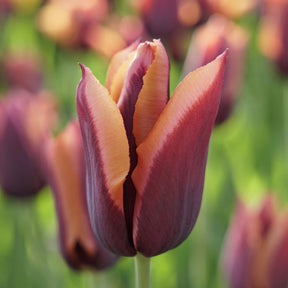 Muvota - Tulips - Fluwel