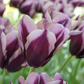 Muvota - Tulips - Fluwel