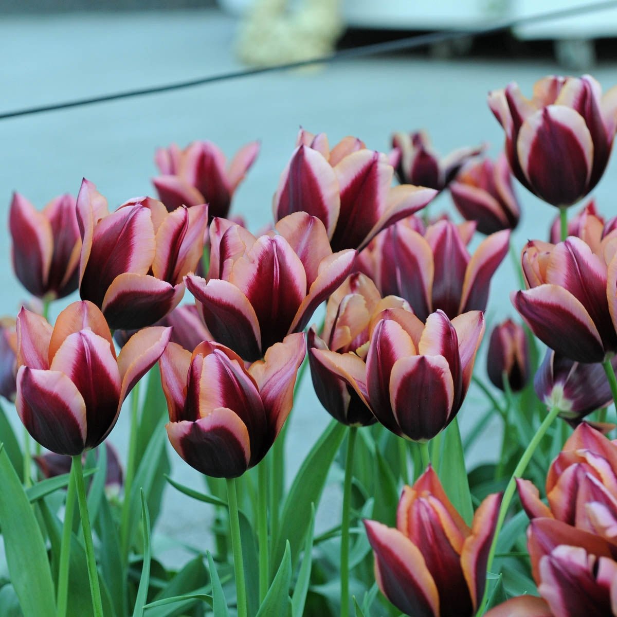 Muvota - Tulips - Fluwel