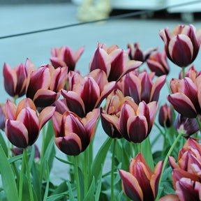 Muvota - Tulips - Fluwel