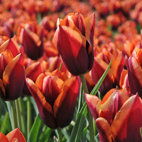 Muvota - Tulips - Fluwel