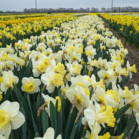 My Dearest - Special Narcissus - Fluwel