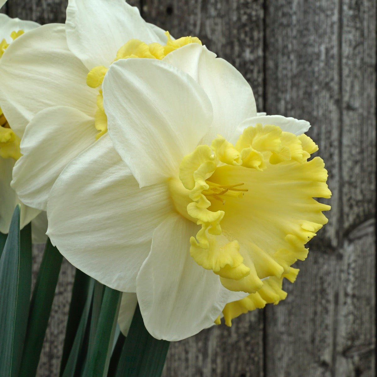My Dearest - meerkleurige narcis - Fluwel
