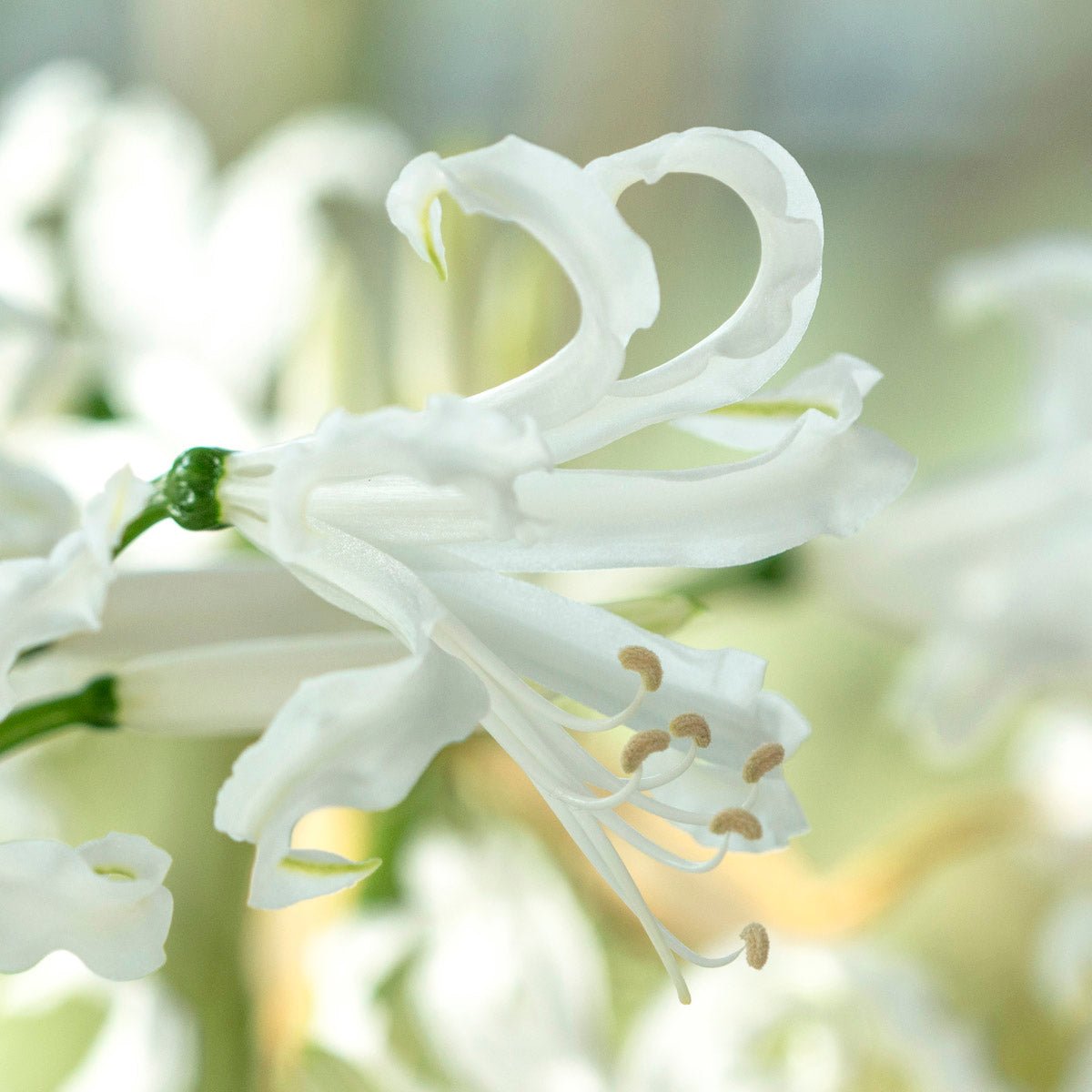 Nerine bowdenii Alba - Nerines - Fluwel