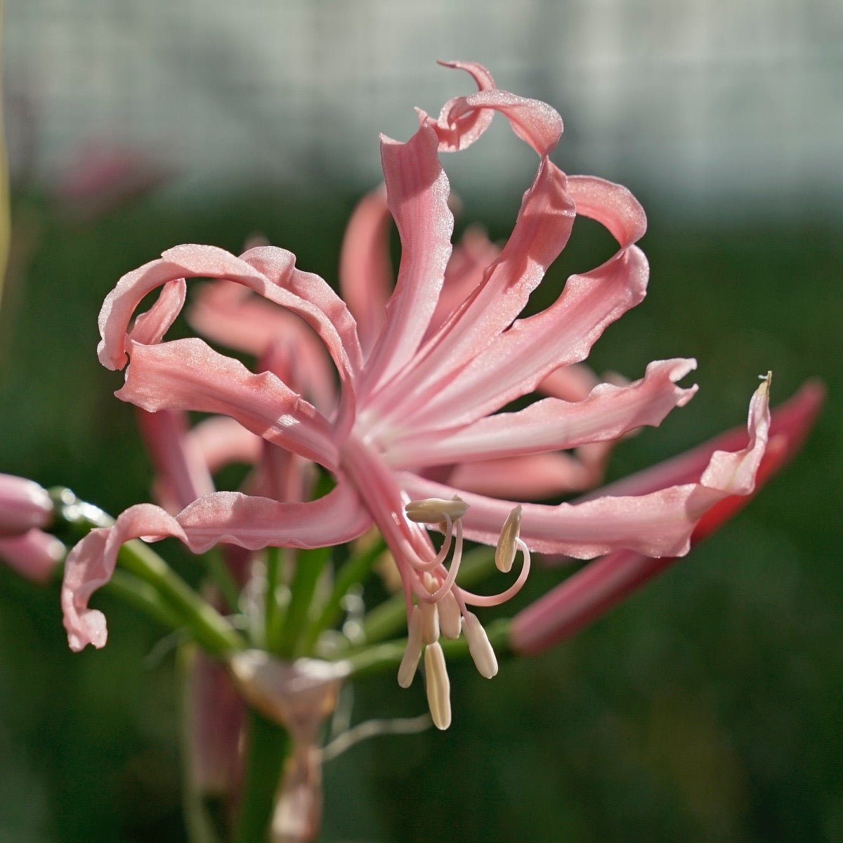 Nerine bowdenii Flugel - Nerines - Fluwel