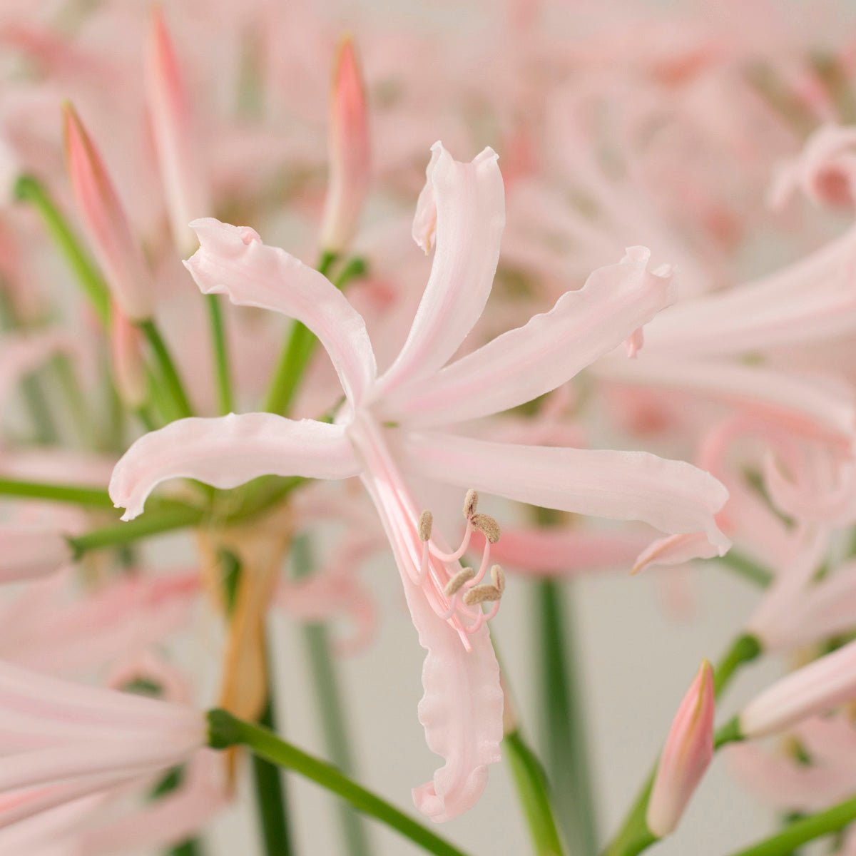 Nerine bowdenii Vesta - Nerines - Fluwel