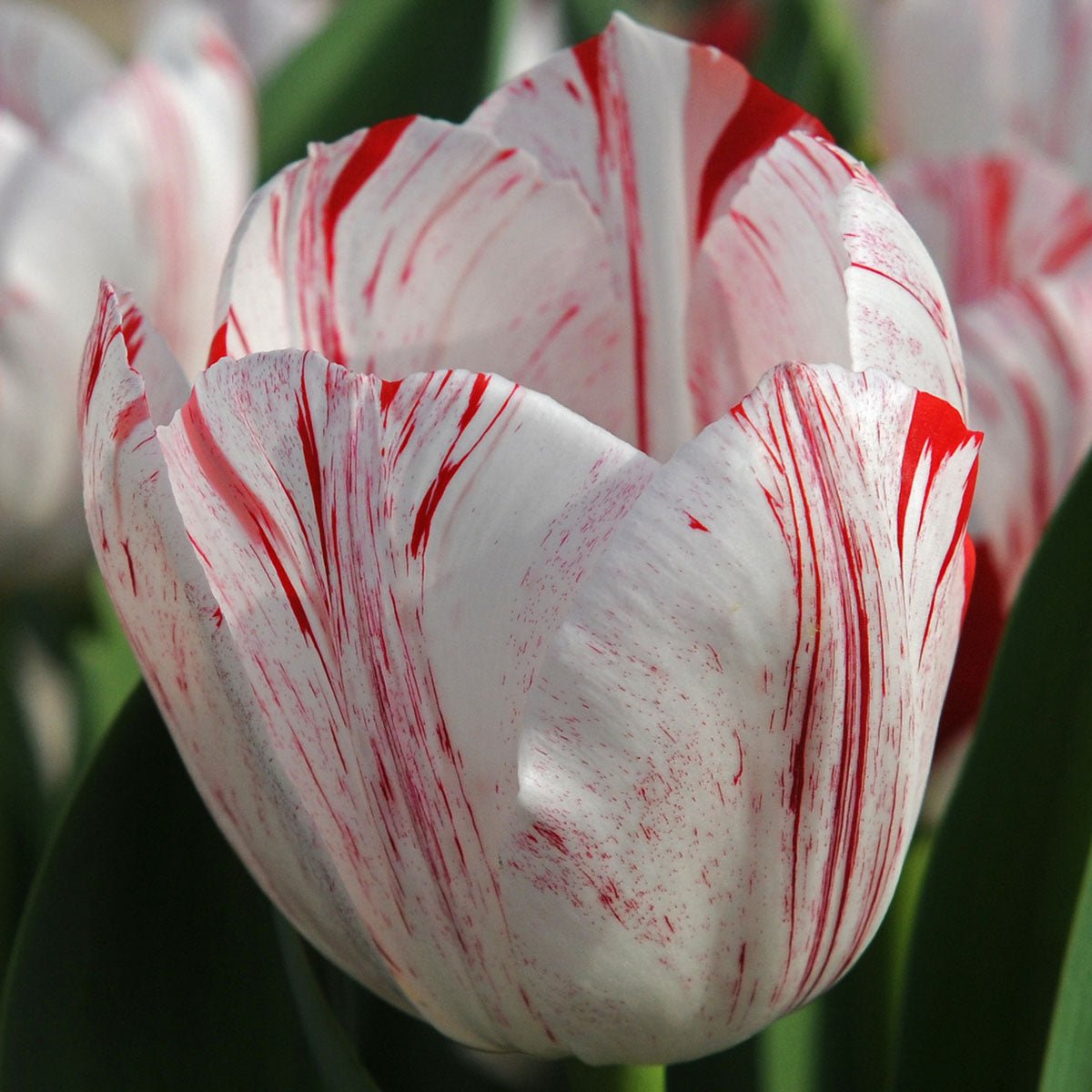 One Direction - Tulips - Fluwel