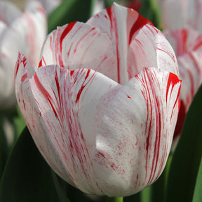 One Direction - Tulips - Fluwel