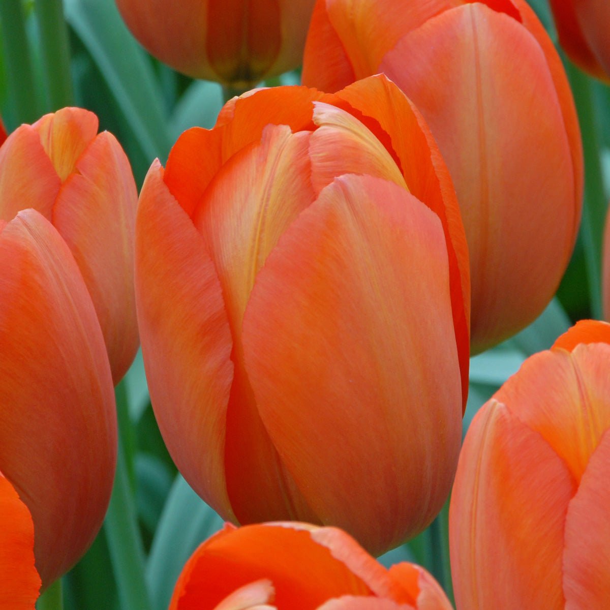 Orange Balloon - Tulips - Fluwel