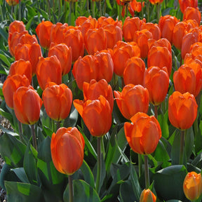 Orange Balloon - Tulips - Fluwel