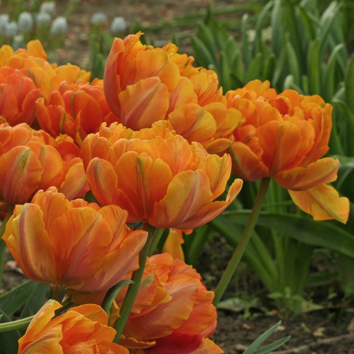 Orange Princess - Tulips - Fluwel