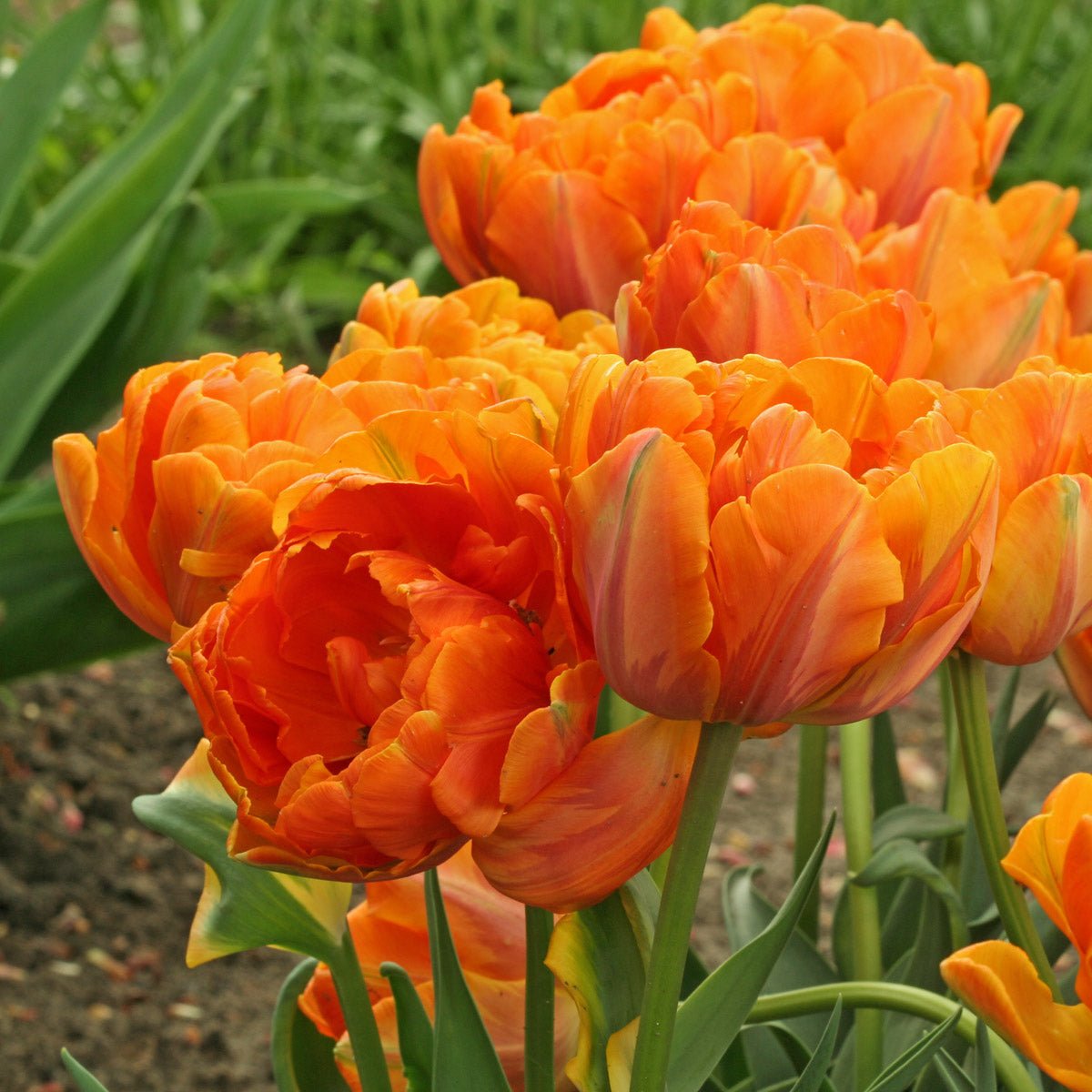Orange Princess - Tulips - Fluwel
