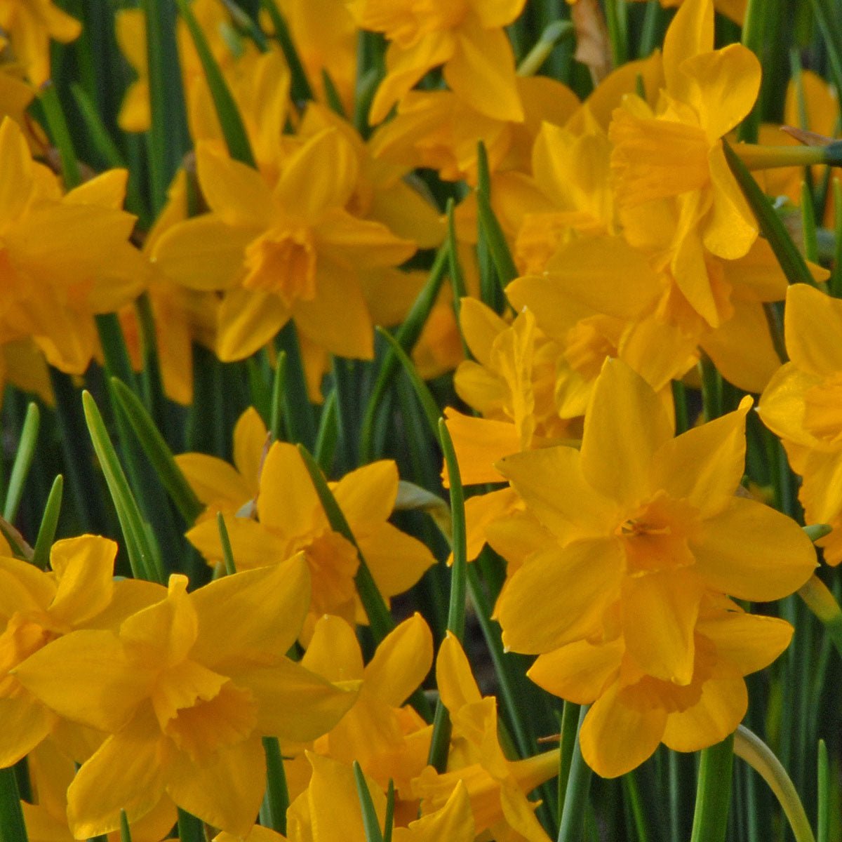 Orange Queen - gele Jonquilla narcis - Fluwel