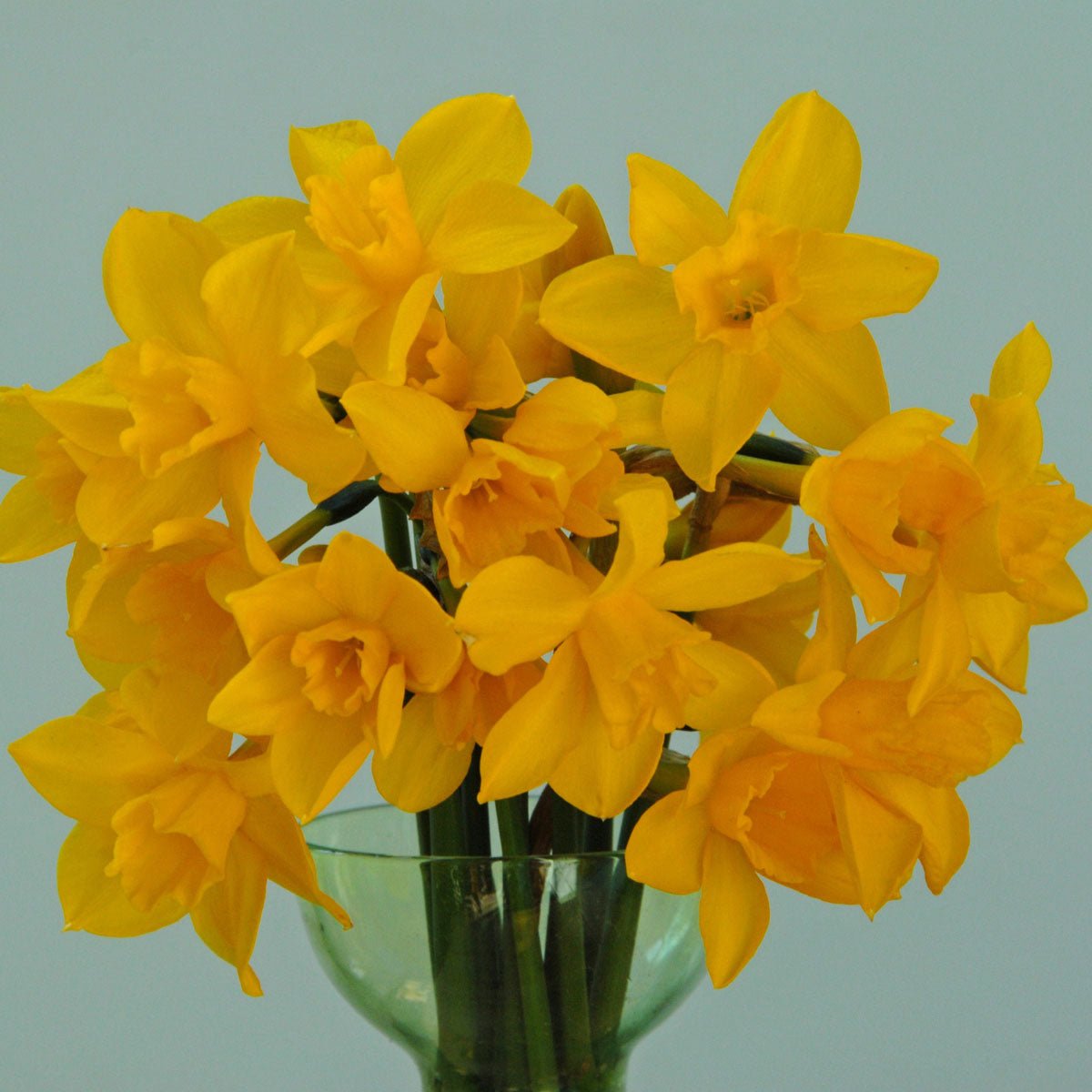 Orange Queen - gele Jonquilla narcis - Fluwel