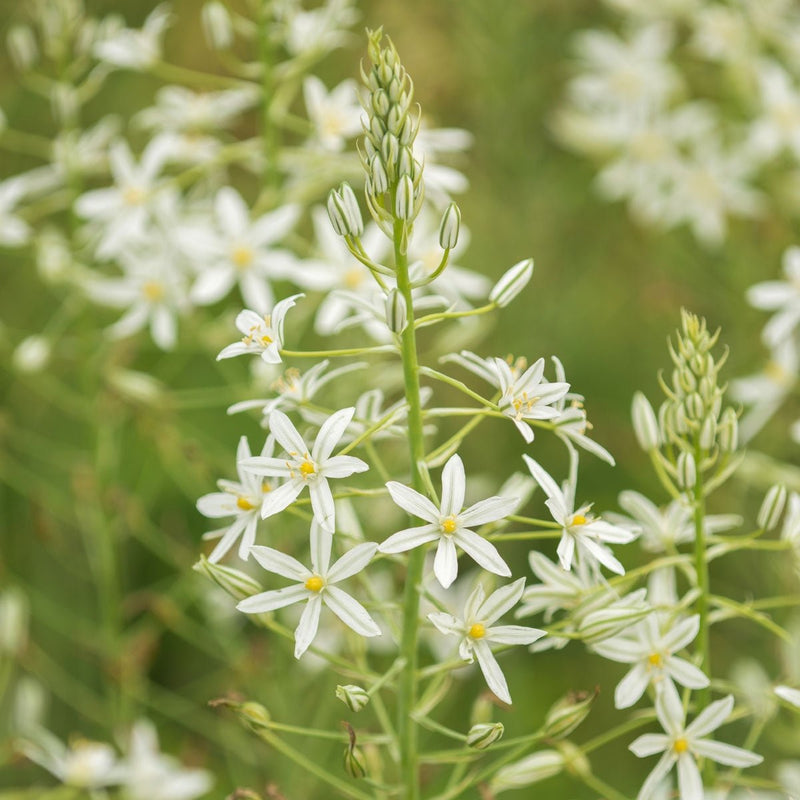 Ornithogalum nutans (Wackelvogelmilch)