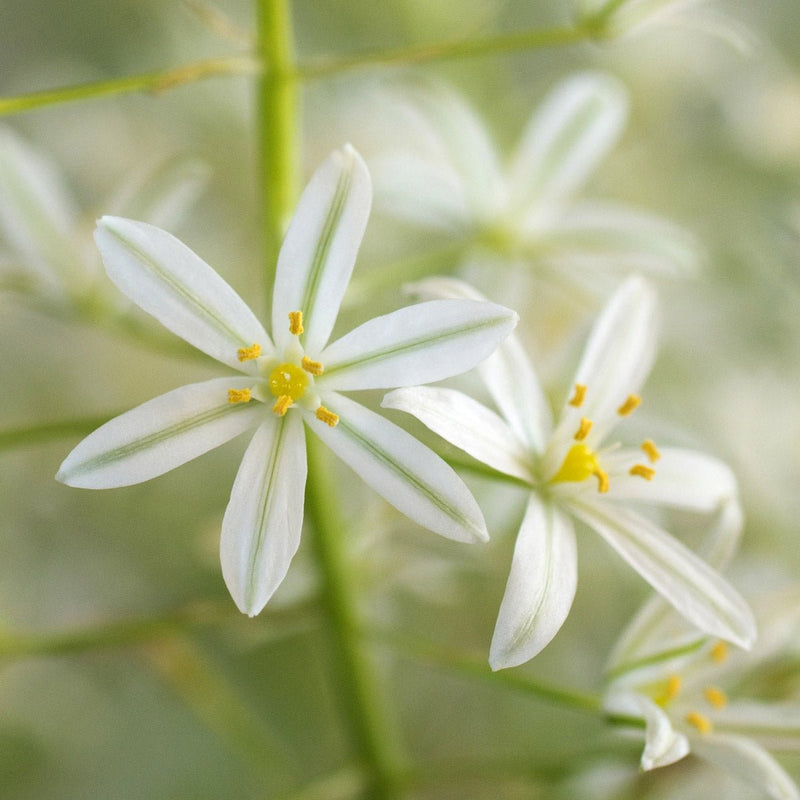 Ornithogalum nutans (Wackelvogelmilch)