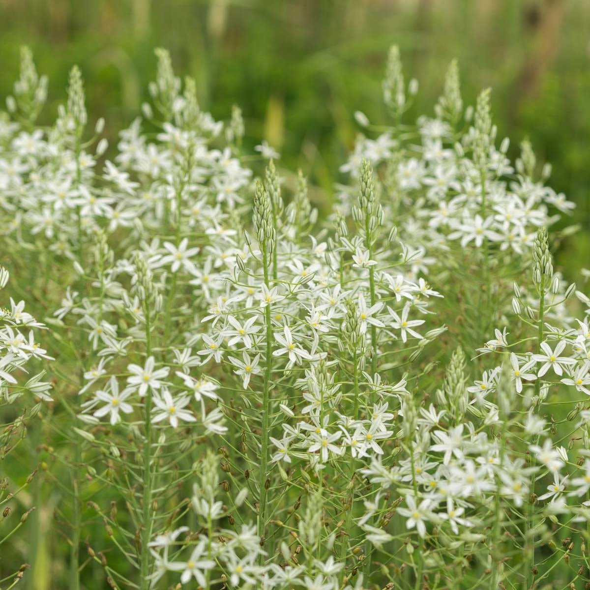 Ornithogalum ponticum Sochi - witte vogelmelk - Fluwel