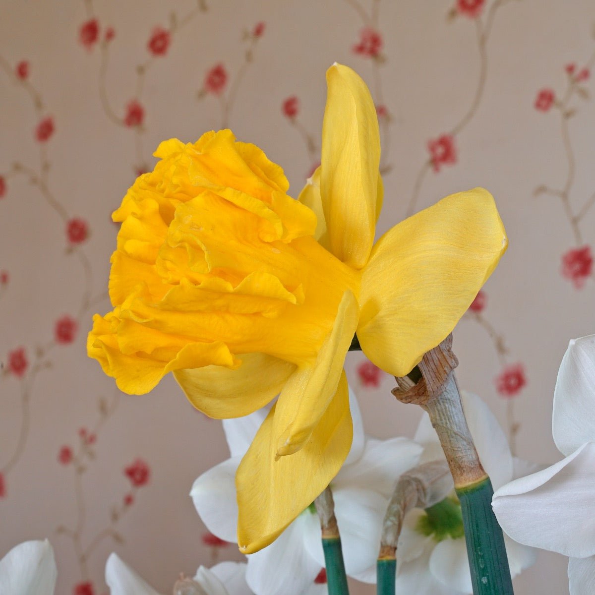 Over the Top - gele Trumpet narcis - Fluwel