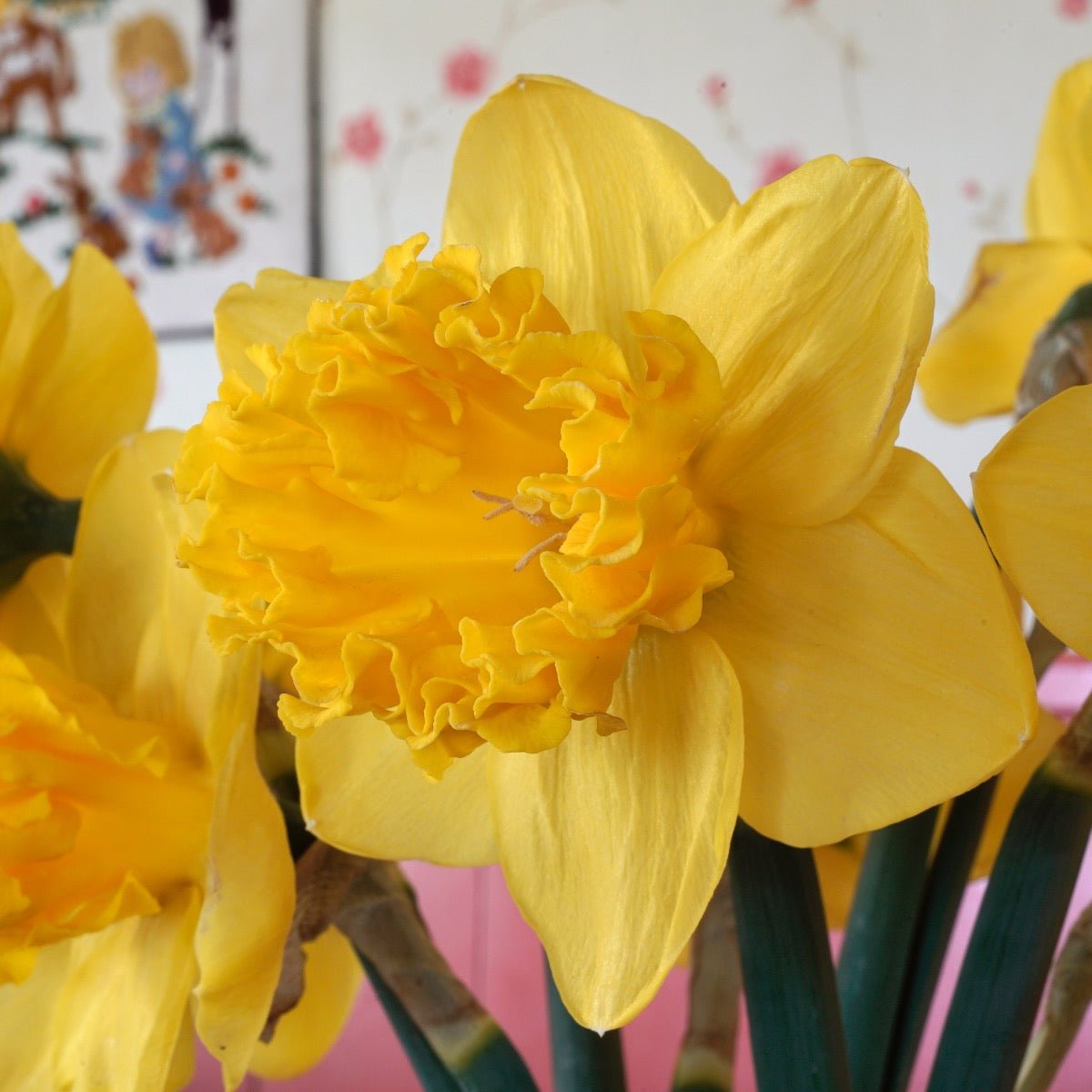 Over the Top - Narcissus - Fluwel