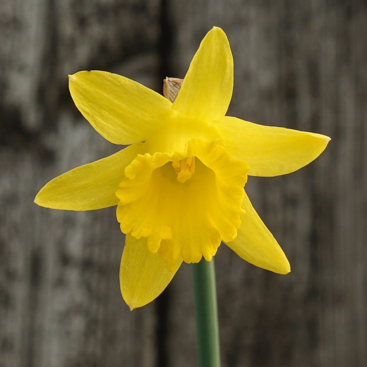 Piccolini - Narcissus - Fluwel