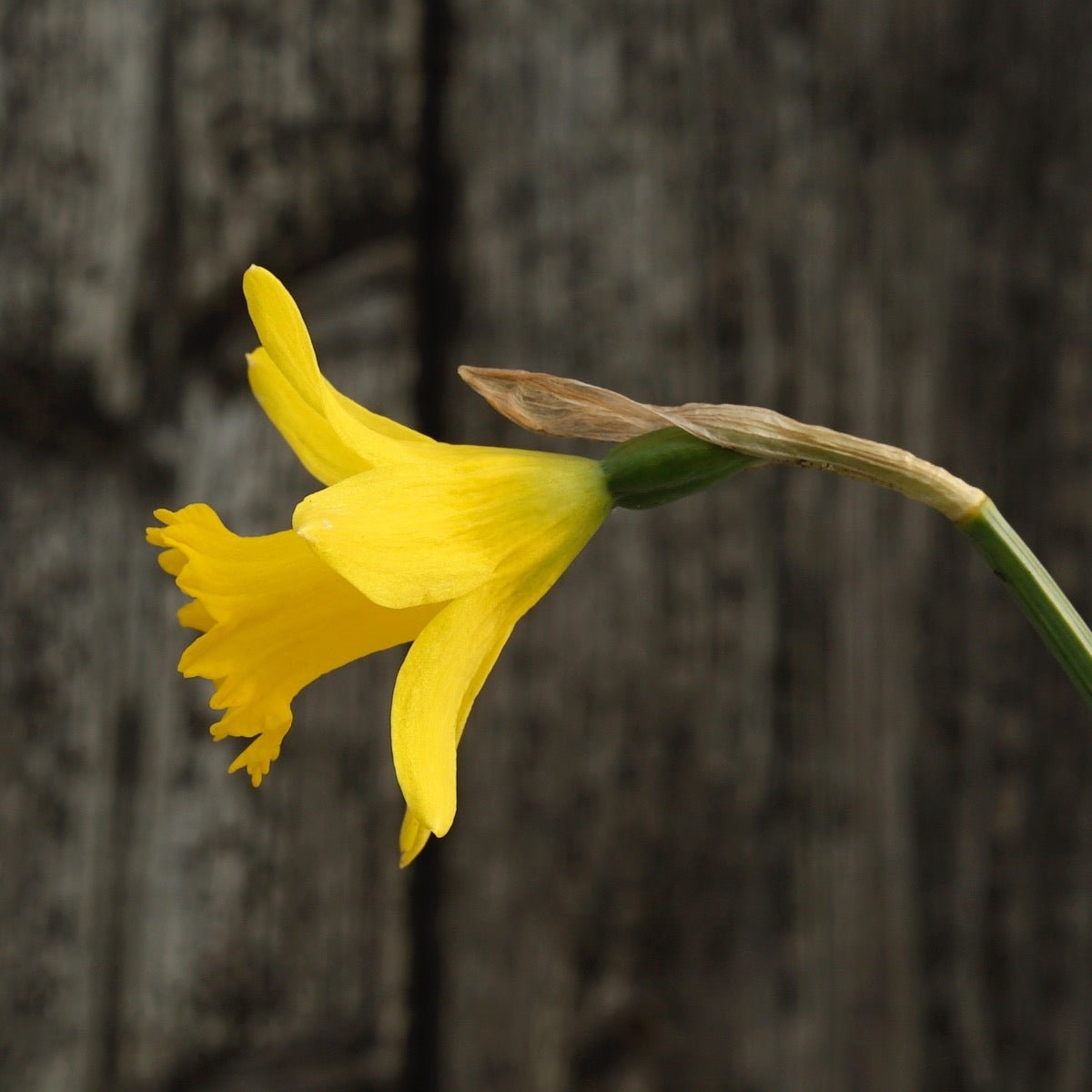 Piccolini - Narcissus - Fluwel