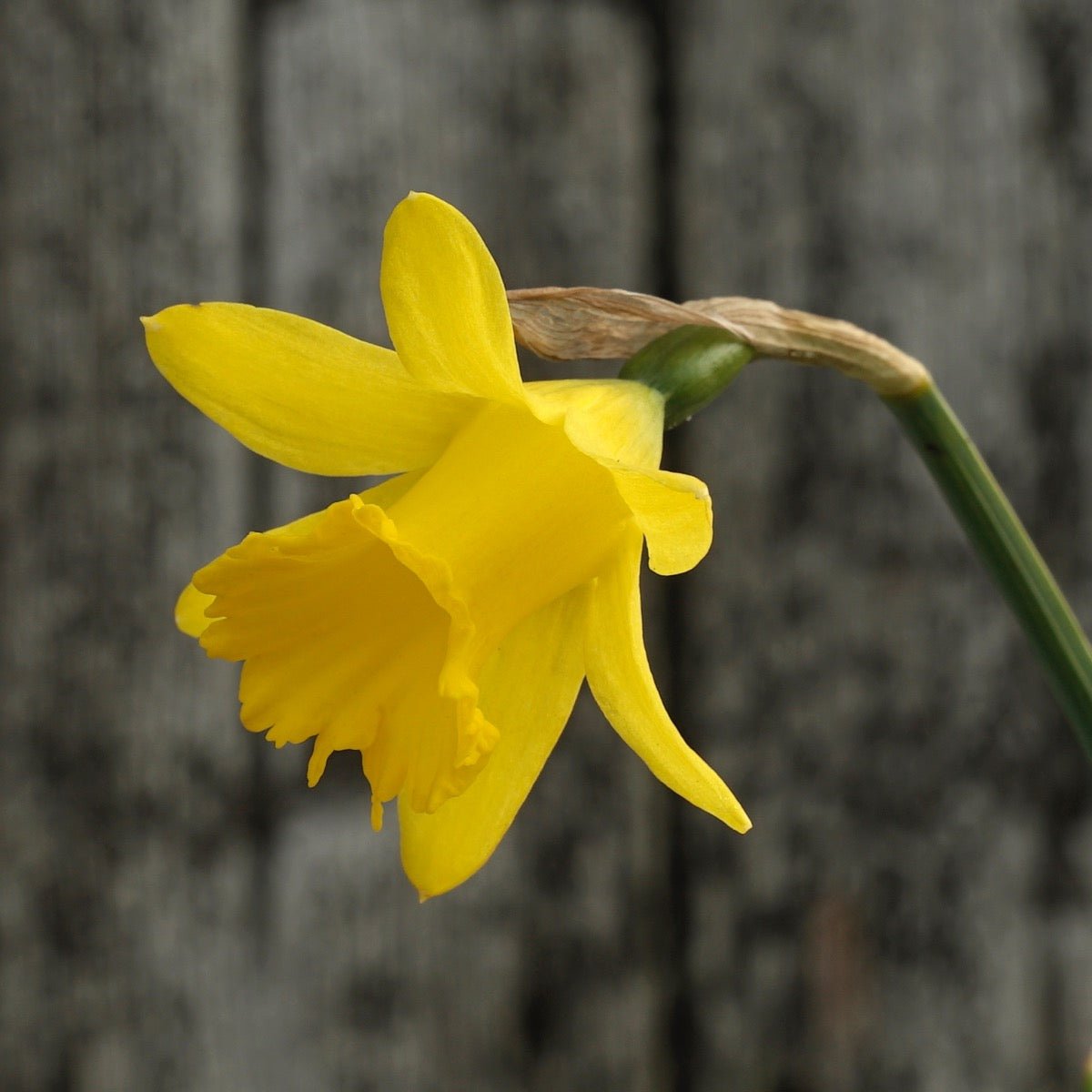Piccolini - Narcissus - Fluwel