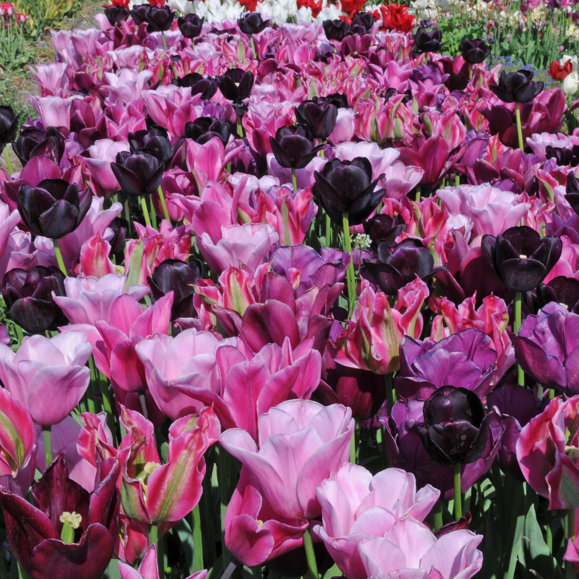Pinotage™ - Mixes - Fluwel
