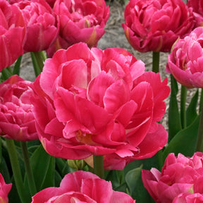 Pinza - Tulips - Fluwel