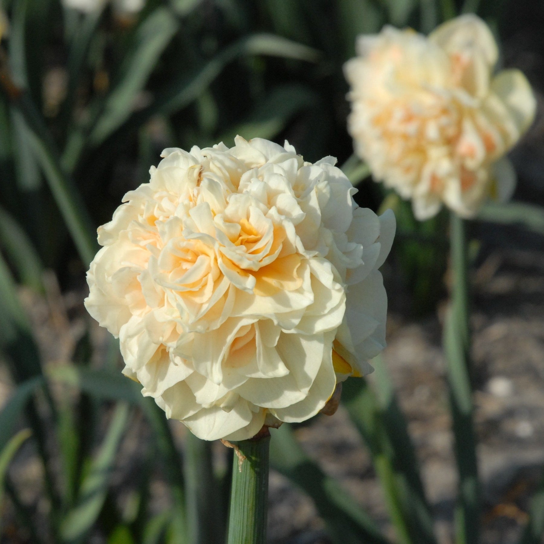 Pom Pom Rose - Narcissus - Fluwel
