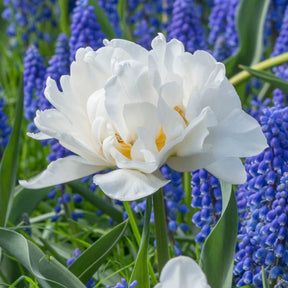 Popcorn - Tulips - Fluwel