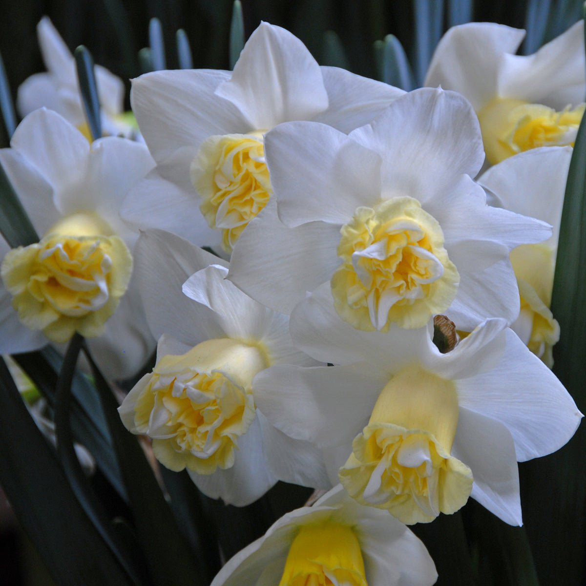 Popeye - Narcissus - Fluwel