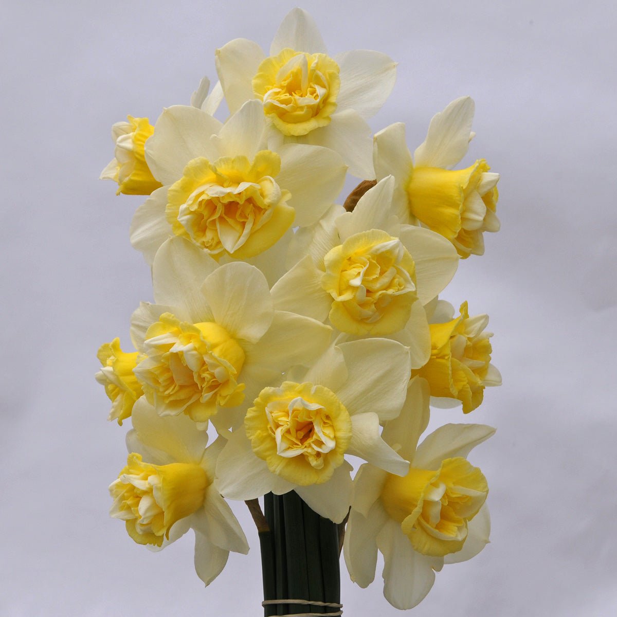 Popeye - Narcissus - Fluwel