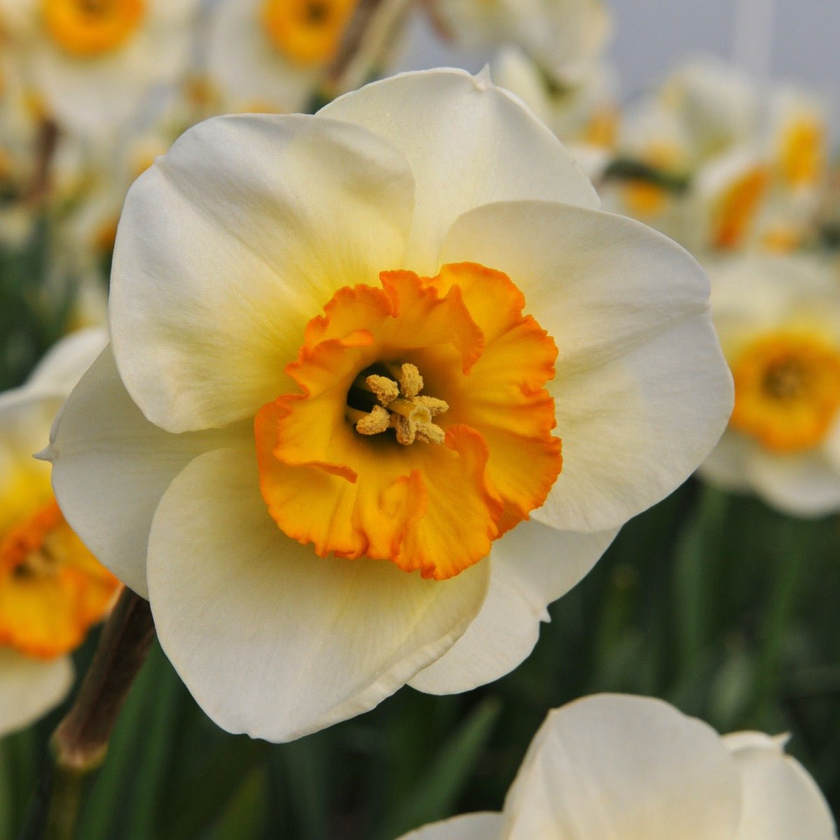 Pracht - Narcissus - Fluwel