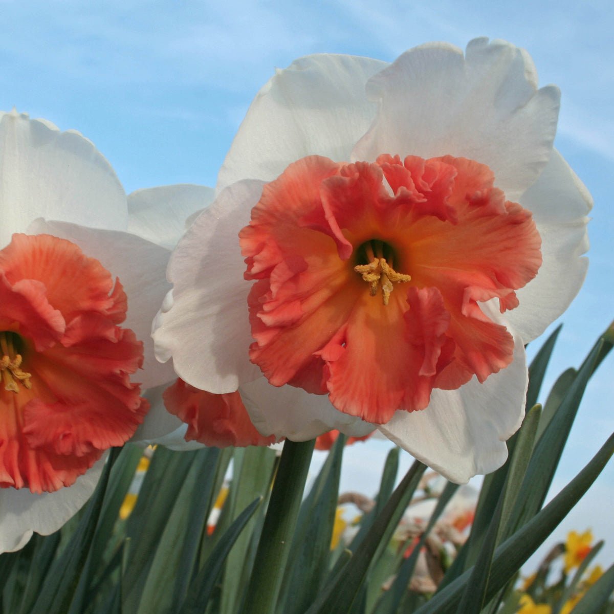 Precocious - Narcissus - Fluwel