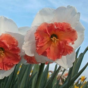 Precocious - Narcissus - Fluwel